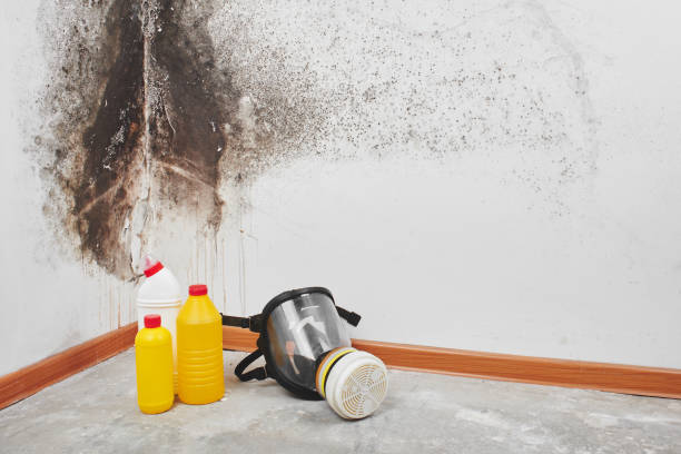 Best Crawl Space Mold Removal  in Farwell, TX