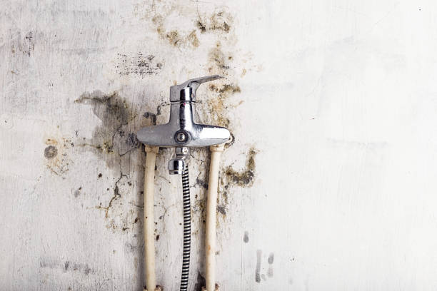 Best Emergency Mold Removal  in Farwell, TX