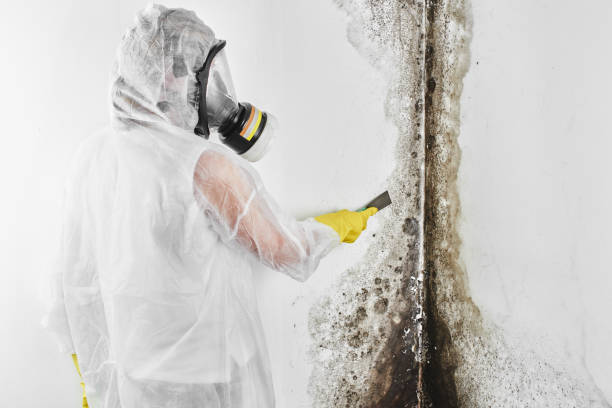 Best Mold Testing  in Farwell, TX