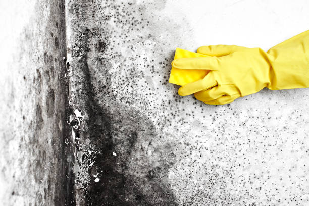 Best Mold Remediation  in Farwell, TX