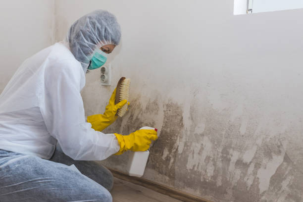 Best Commercial Mold Removal  in Farwell, TX
