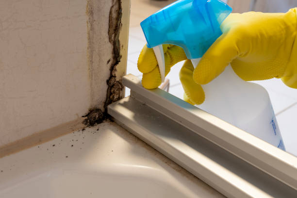 Best Mold Cleaning Services  in Farwell, TX