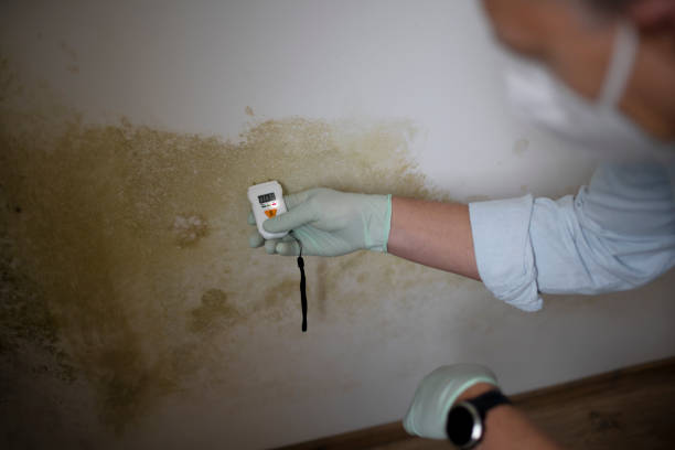 Professional Mold Removal in Farwell, TX
