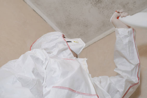 Best Black Mold Removal  in Farwell, TX