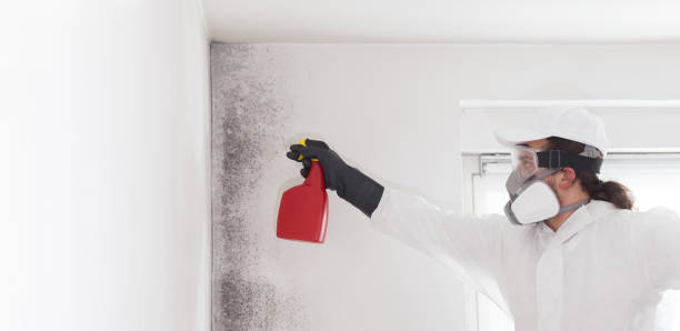 Best Mold Remediation  in Farwell, TX