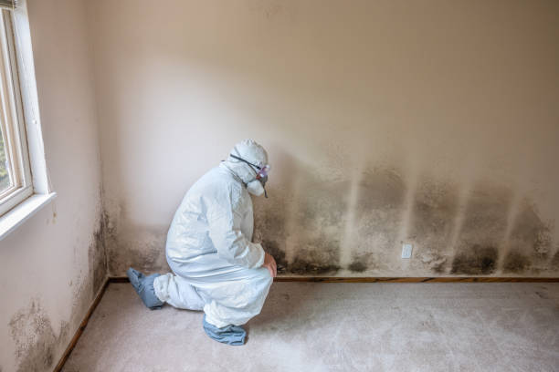 Home Mold Removal in Farwell, TX