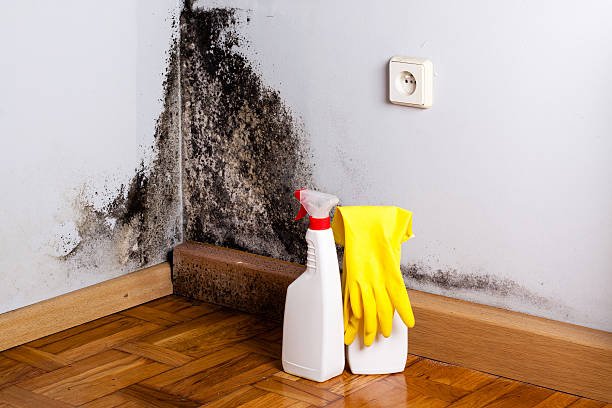 Home Mold Removal in Farwell, TX