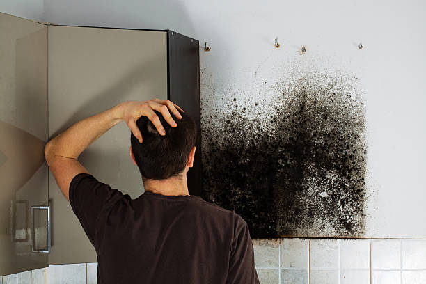 Best Mold Testing  in Farwell, TX